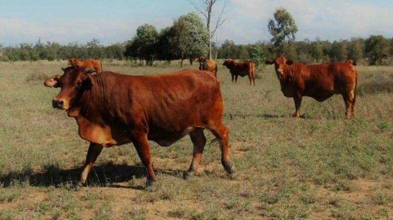 Coolibah is said to have consistently run 350 breeders plus replacement heifers. 