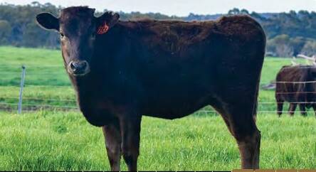 Irongate Michiko R1755 (ET), the sale topping $32,000 heifer at the Spring Elite Wagyu Sale.