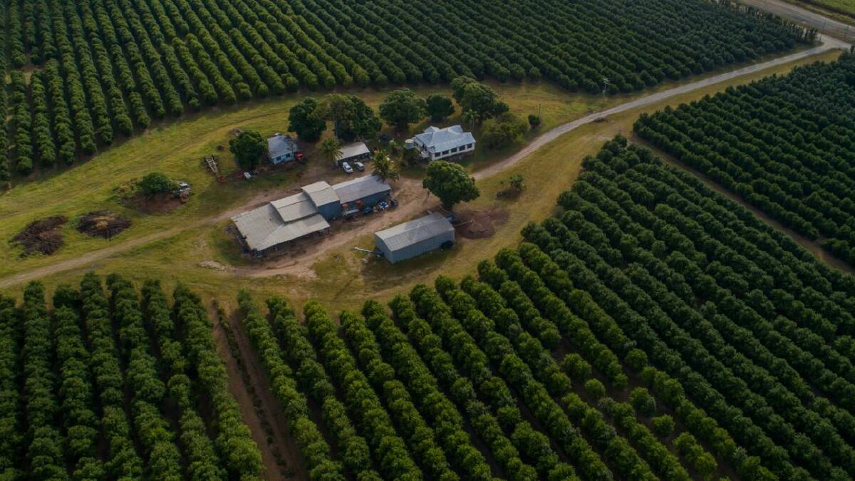 The farm has 54 hectares of macadamia trees.