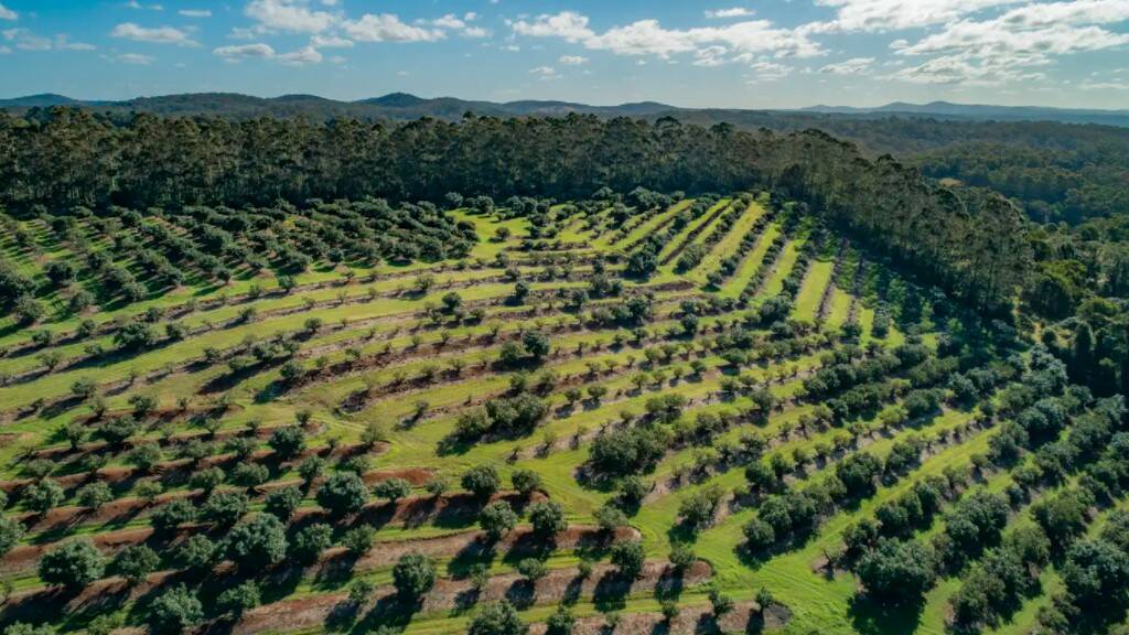Ray White Rural: Bellthorpe district avocado orchard Kirkaldy has sold at auction for $4.17 million.