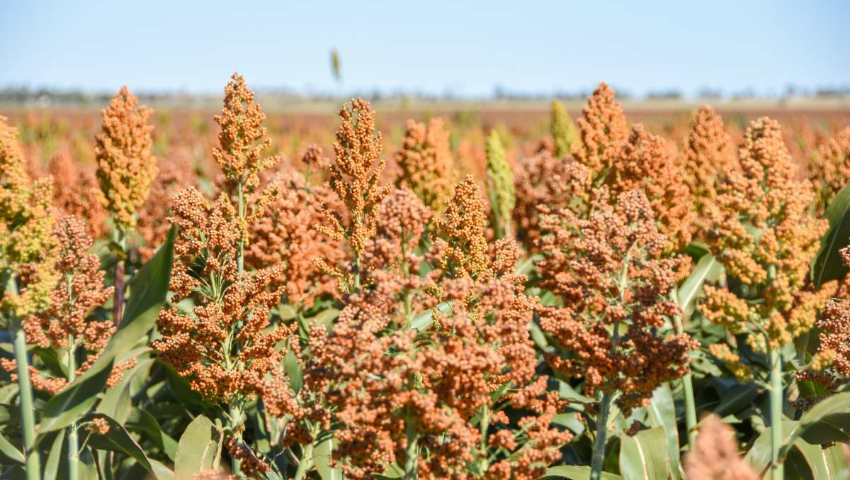 Farmers have lost a bid for compensation in a long running court case over the alleged contamination of sorghum with shattercane seed.