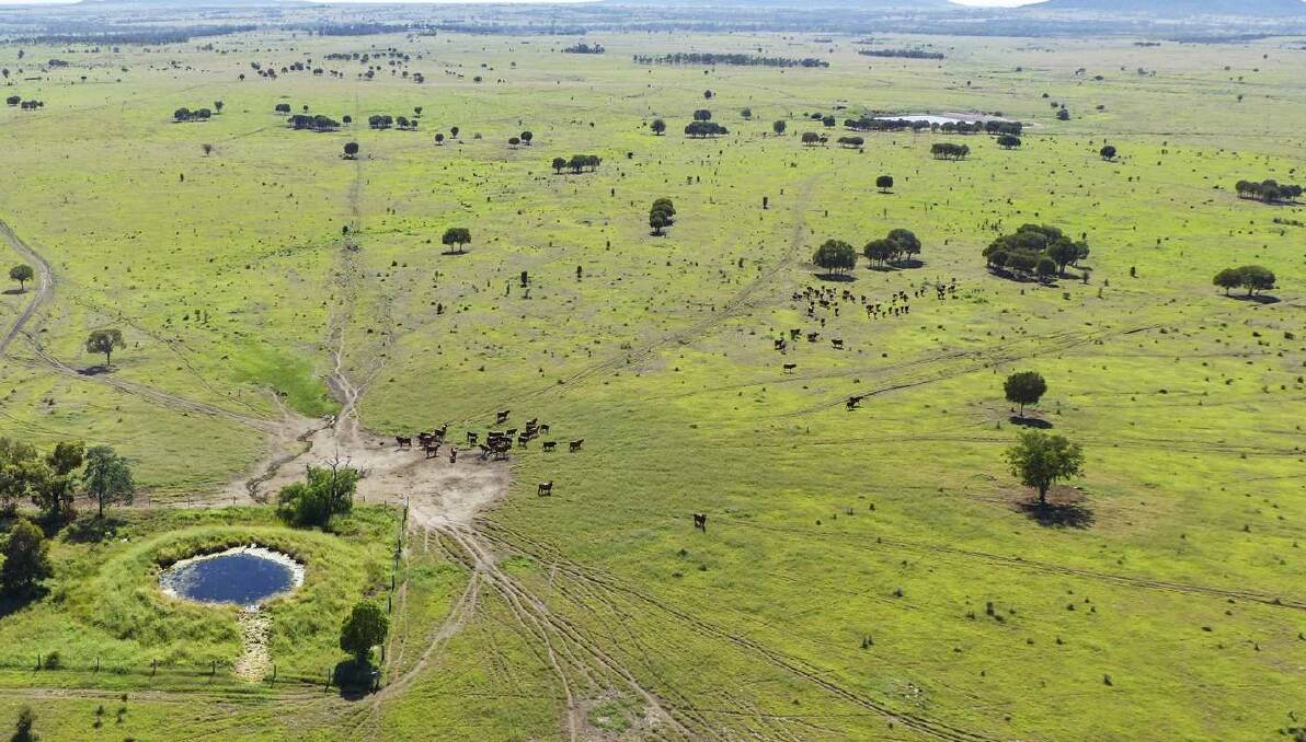 Comprising of undulating brigalow and softwood scrub country, Illuka also has fertile creek flats. 
