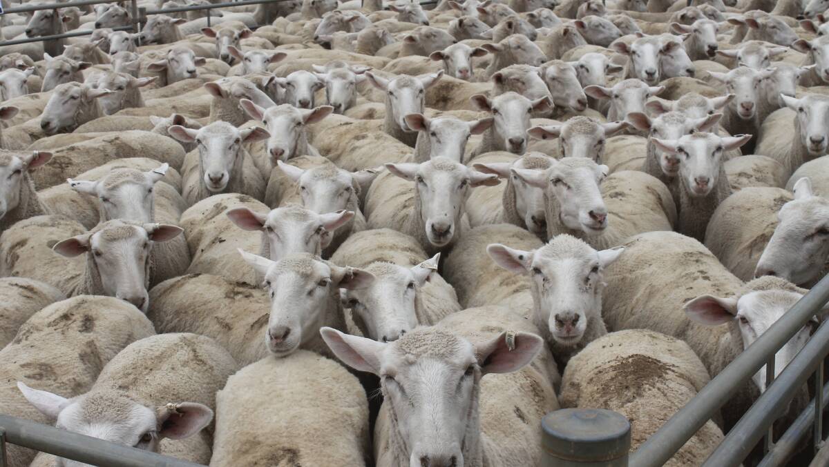 FOCUS: Lamb supply this week was held within the offered demand allowing prices to recover recent deep losses.