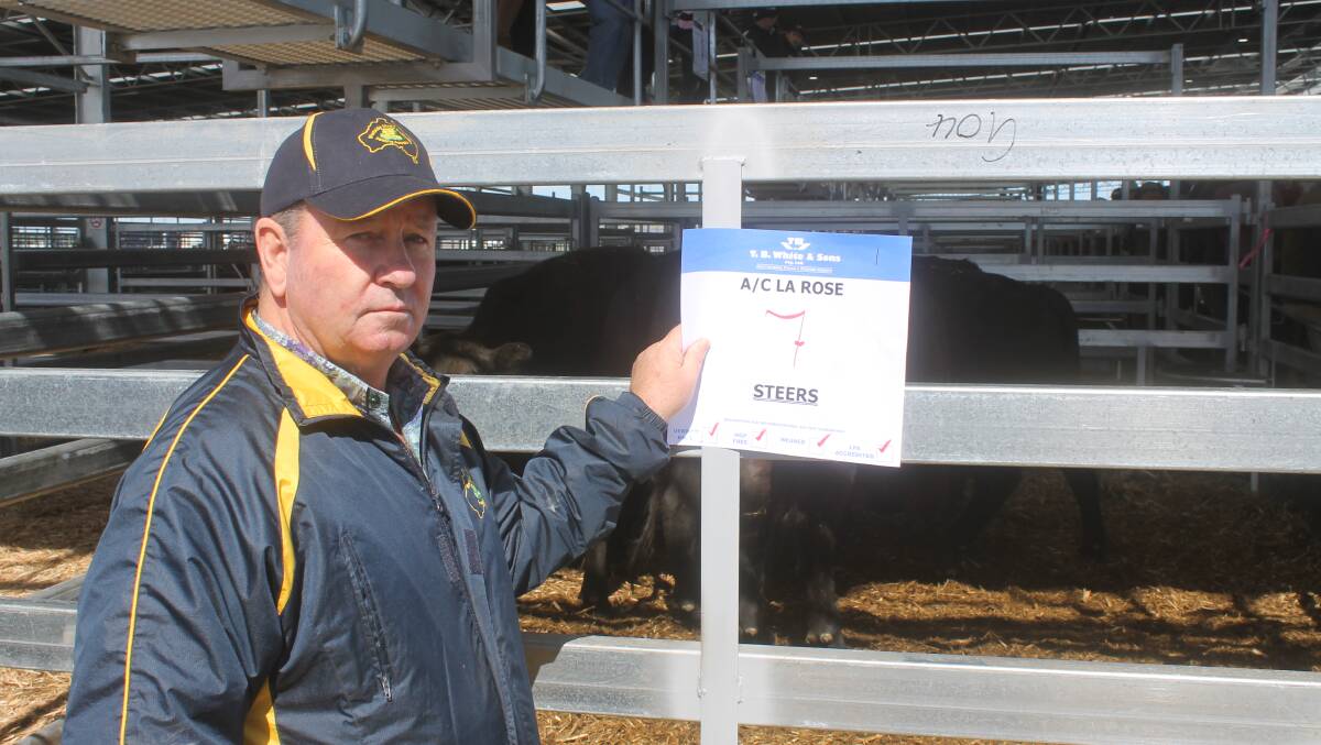 Westside Meats buyer, Mark McCashney secured the first pen of CVLX steers.
