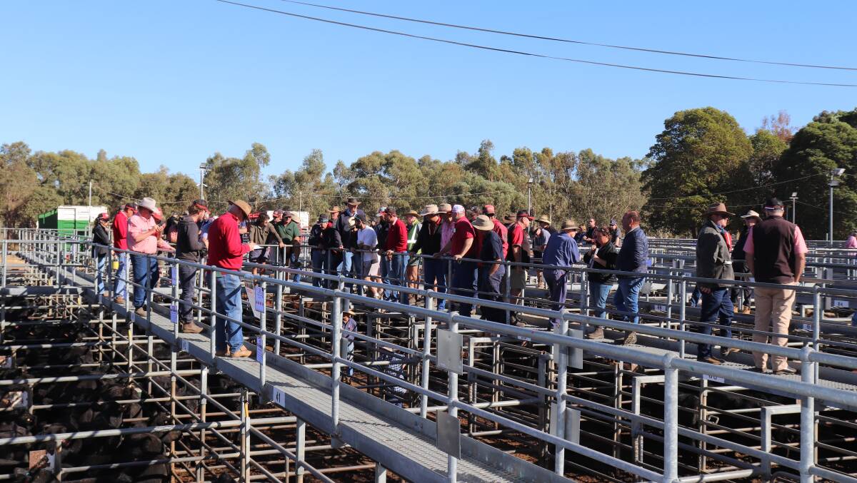 Plenty of buyers and onlookers travelled to Boyanup to attend the Elders beef store cattle sale and bid up on their preferred lots.