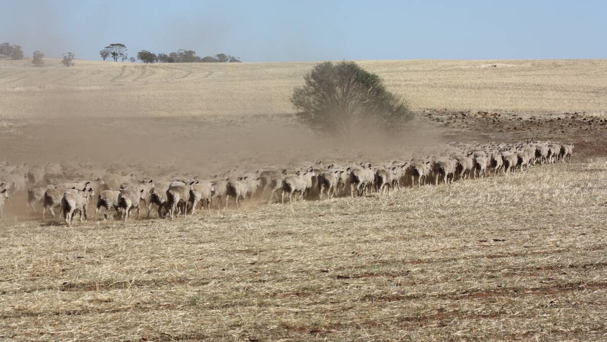 The impact of changing joining rates on the Western Australian sheep flock, was released by the Department of Primary Industries and Regional Development on Monday.