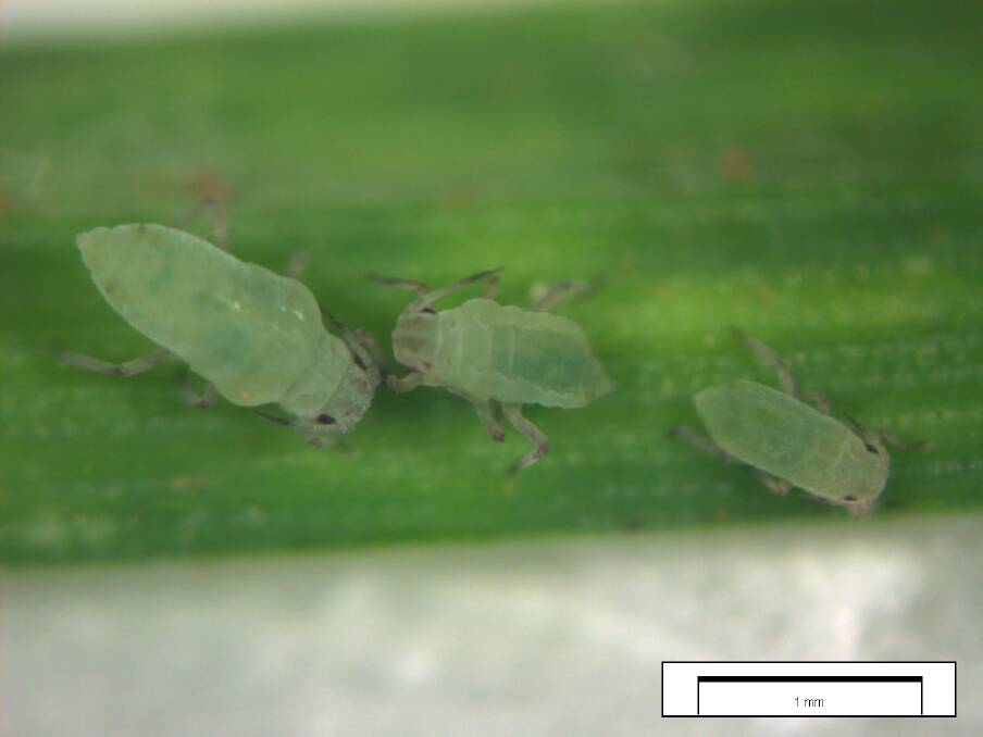 Russian wheat aphid has been detected north of the Great Eastern Highway for the first time since it was first detected in WA in August 2020.