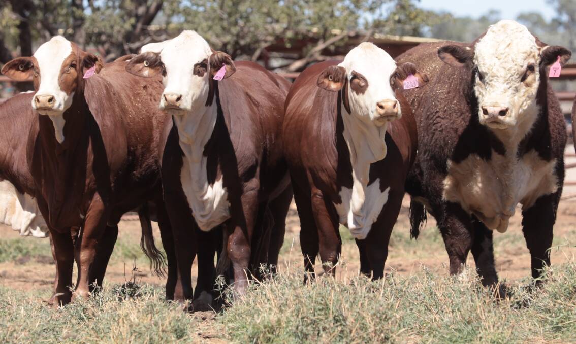 Hereford cattle complement other breeds in crossbreeding, improving production and carcase outcomes. Picture supplied