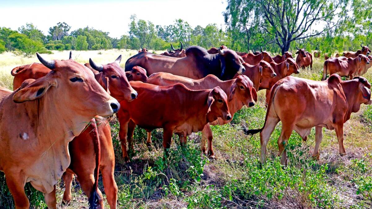 Crystal Vale has been running 60 breeders and progeny through to weaners. Picture supplied